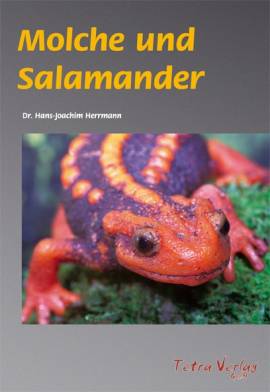 Molche und Salamander - Bild vergr��ern 