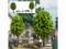 Busch 1097 Brunnen mit Bänken und Bäumen für Park Friedhof Fertigmodell H0