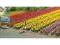 Busch 1206 Tulpen 120 Stück verschiedene Farben Ausgestaltung H0 Bausatz