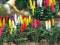 Busch 1218 Zier Lupinen 16 Stauden unterschiedliche Farben H0 Bausatz