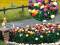 Busch 1219 Dahlien 120 Stück verschiedene Farben Blumen H0 Bausatz