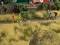 Busch 1305 Groundcover Bodendecker Herbstaue 2-farbig 0 H0 TT N