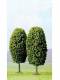 Busch 6052 2 Laubbäume Laubbaum Baum 8cm H0