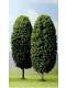 Busch 6054 2 Laubbäume Laubbaum Baum 13cm H0