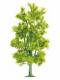 Busch 6776 Birke Laubbaum 21cm H0