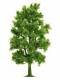 Busch 6779 Buche Laubbaum 21cm H0