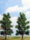 Busch 6949 2 Buchen Baum Bäume Buche 115 mm H0 TT