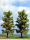 Busch 6957 Eschen 2 Bäume Baum Esche 150 mm H0