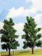 Busch 6959 2 Buchen Laubbaum Baum Buche 15 cm H0