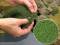 Busch 7341 Foliage maigrün 15 x 25 cm Microflocken Geflecht