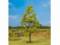 Faller 181178 1 PREMIUM Erle 145mm H0