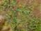 Faller 181266 6 Wassermelonen H0
