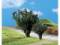 Faller 181339 1 PREMIUM Eibe 80mm + 1 Holunderbaum 55mm H0