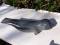 Nordsee Bird 2